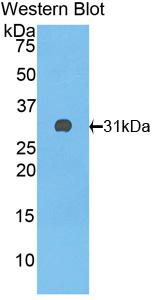 39614