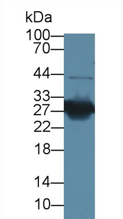 8411