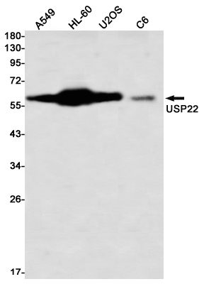 Валидация WB - AssayVector ARM2371 (1373)