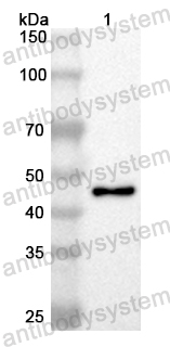 Валидация AntibodySystem PHB16501