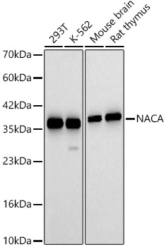 A10122, вестерн-блоттинг, различные лизаты (1543)