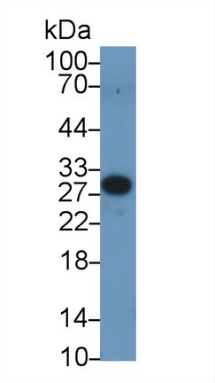 9574