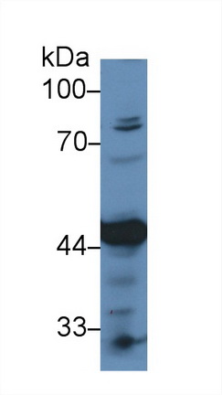 14908