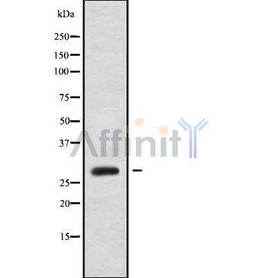 Валидация Affinity DF9087 - 21372