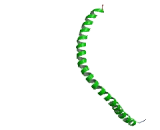 Keratin 17 (KRT17)