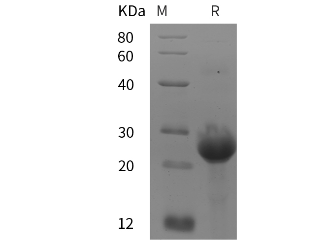Валидация Elabscience PDEH100797(237)