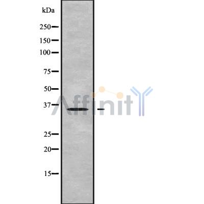 Валидация Affinity DF10247 - 5833