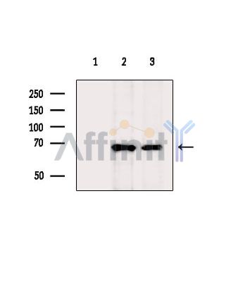 Валидация Affinity DF9636 - 22368