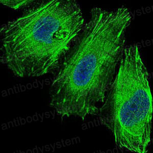 Валидация IF - AntibodySystem RHG28502