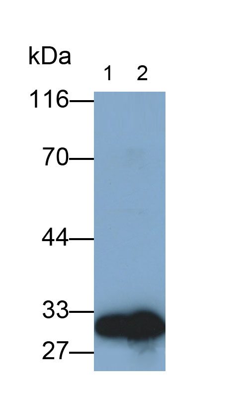 30854