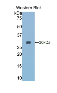 51100