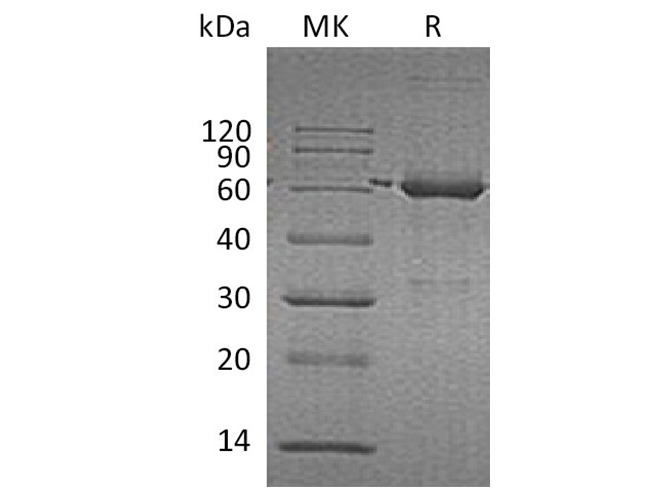 Валидация Elabscience PKSH033737(4015)