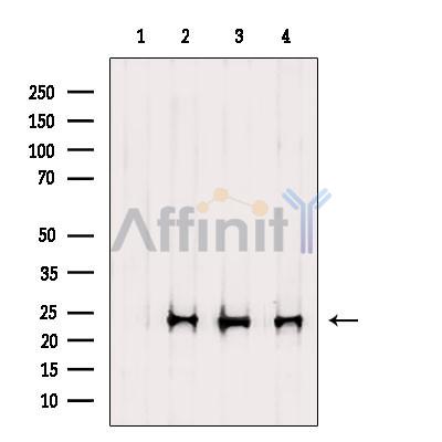 Валидация Affinity DF9126 - 21446