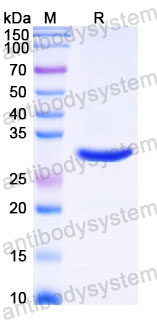 YHC44502, SDS-PAGE