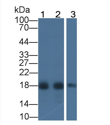 51097