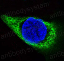 Валидация IF - AntibodySystem RHB98001