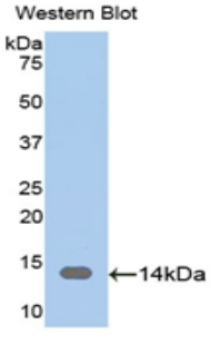 48945