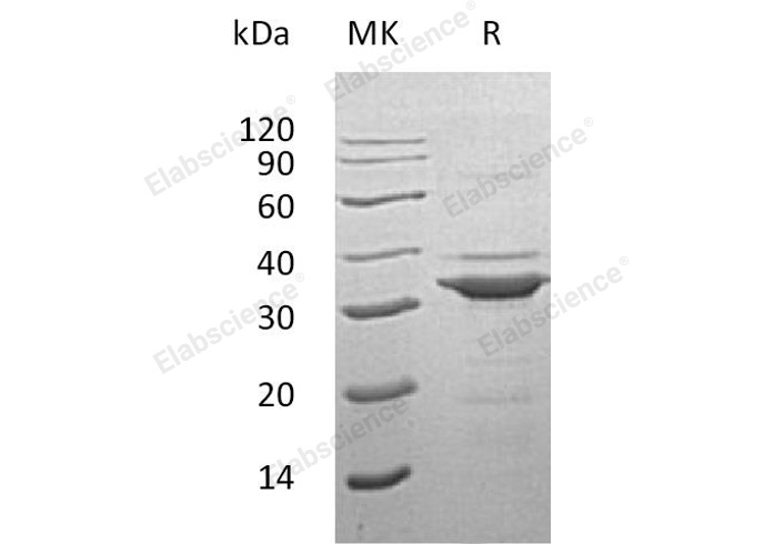 Валидация Elabscience PKSH033151(3508)