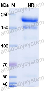 Валидация SDS-PAGE - AntibodySystem DHG01307