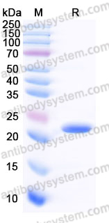 YHF70702, SDS-PAGE