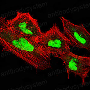 Валидация IF - AntibodySystem RHN05103