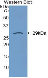 54576