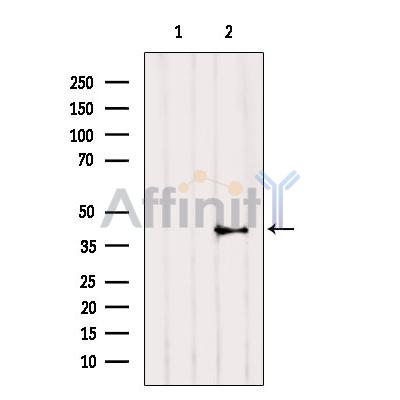 Валидация Affinity DF8646 - 20602