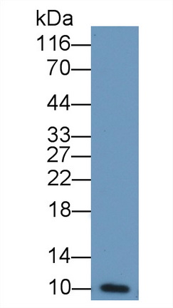 47827