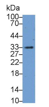 21646