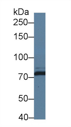 12544