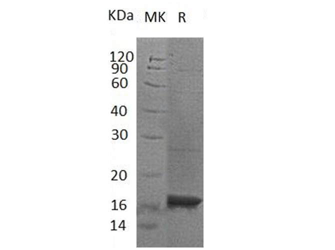 Валидация Elabscience PKSH032755(3180)