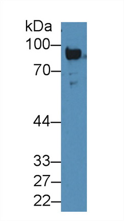 12465
