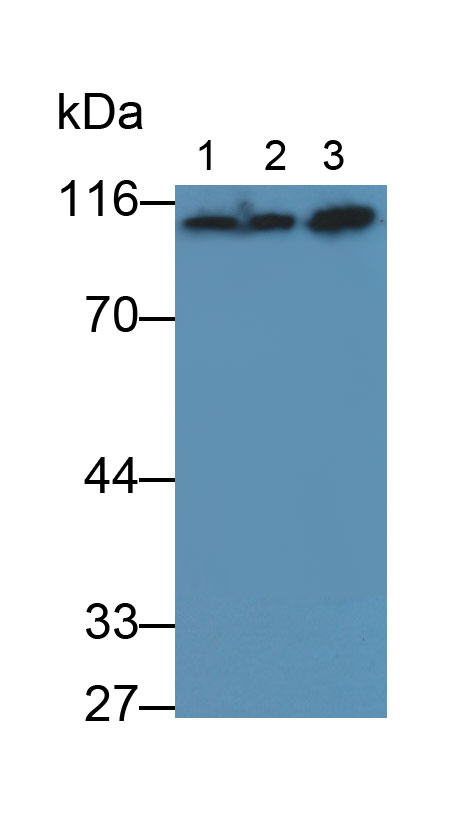 6705
