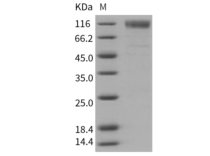 Валидация Elabscience PKSM040741(4713)