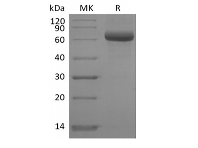 Валидация Elabscience PKSH033890(4122)