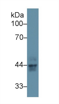 13003
