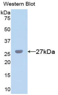 51550