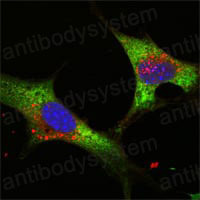 Валидация IF - AntibodySystem RHK37001