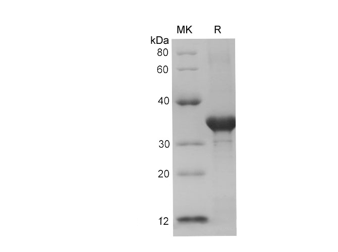 Валидация Elabscience PDEM100227(561)