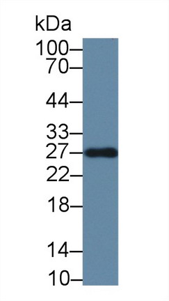 10495