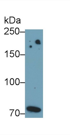 39748