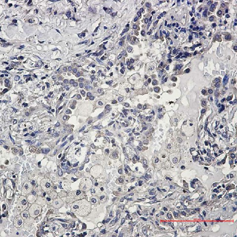 Валидация Elabscience E-AB-81455