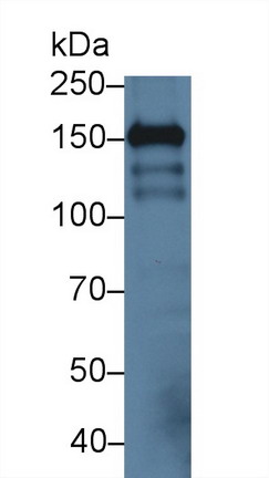 10164