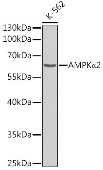 A0791, вестерн-блоттинг, лизат клеток K-562 (1233)
