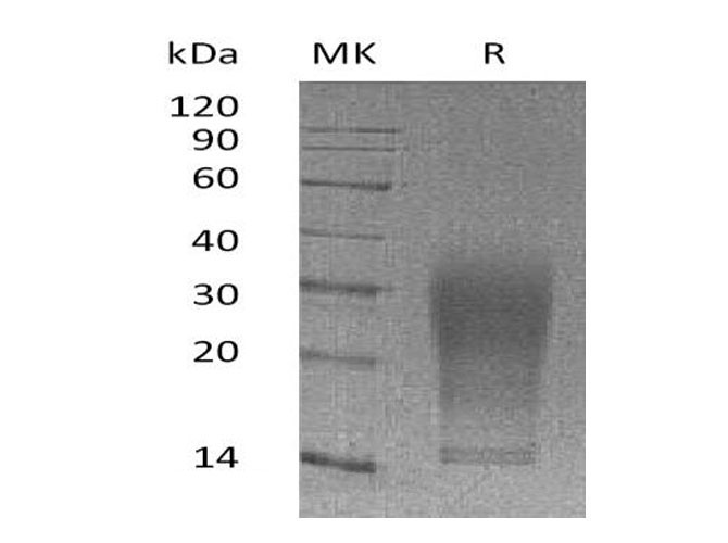 Валидация Elabscience PKSM041072(4995)