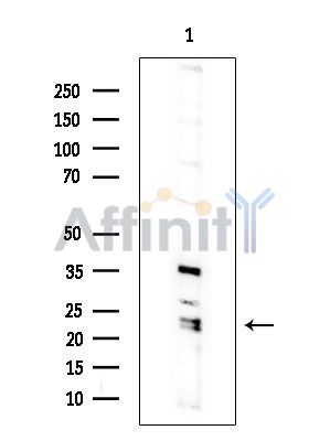 Валидация Affinity DF15749 - 12227