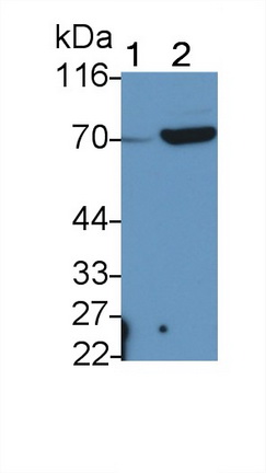 59700