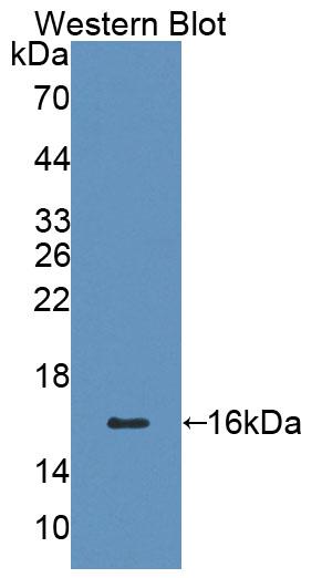 58453