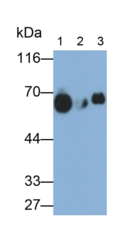 32959