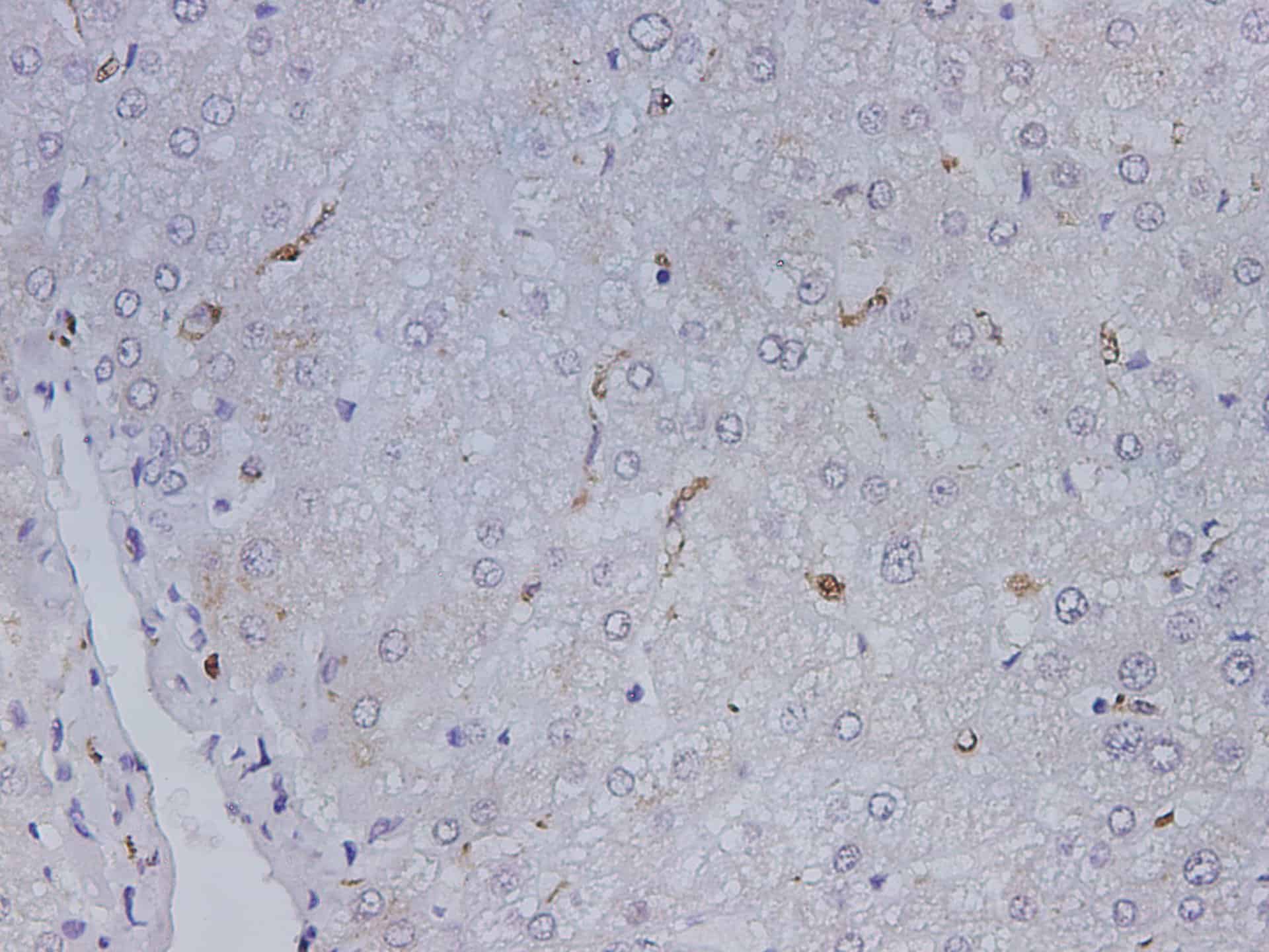 Валидация Elabscience D-AB-10239L